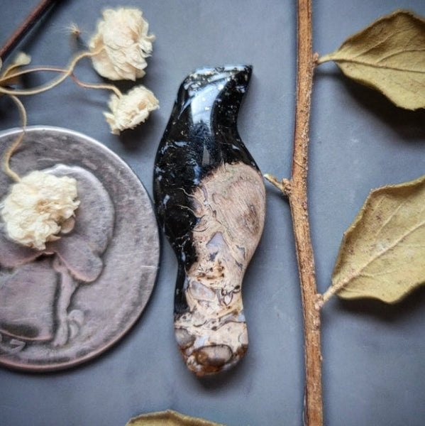 Palm Root Magpie Cabochon